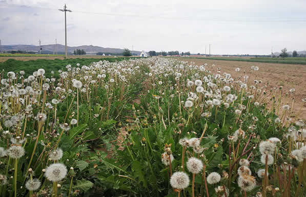 标准化试验基地（蒲公英）